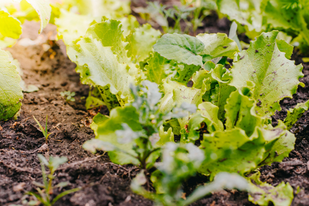 Green leaves of radish in the summer gardenの写真素材