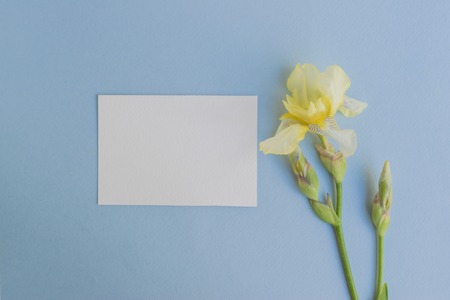 Mockup white greeting card with iris flower and light blue backgroundの写真素材