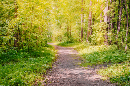 Road in a sunny summer forest with green grass and treesの写真素材