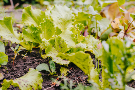 Green leaves of radish in the summer gardenの写真素材