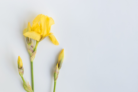 Iris flower on a light background empty space for your text, top viewの写真素材