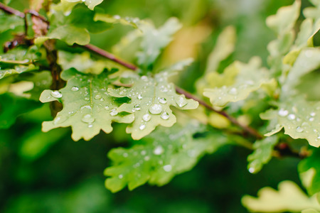 Green leaves and water drops in a summer forestの写真素材
