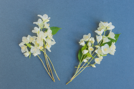 White jasmine flowers on a dark background empty space for your text, top viewの写真素材
