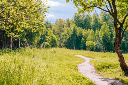 Road in a sunny summer forest with green grass and treesの写真素材