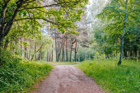 Road in a sunny summer forest with green grass and treesの写真素材