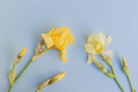 Iris flower on a blue background empty space for your text, top viewの写真素材