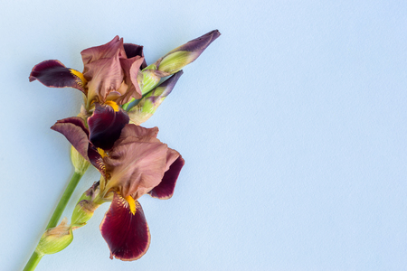 Iris flower on a blue background empty space for your text, top viewの写真素材
