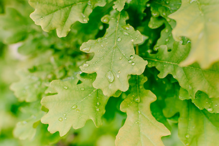 Green leaves and water drops in a summer forestの写真素材