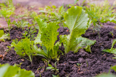 Leaves of lettuce in the summer gardenの写真素材