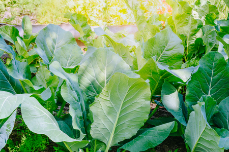 Green cabbage leaves in a summer gardenの写真素材