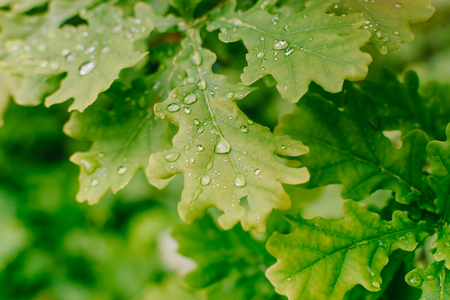 Green leaves and water drops in a summer forestの写真素材