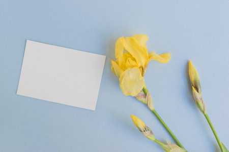 Mockup white greeting card with iris flower and light blue backgroundの写真素材