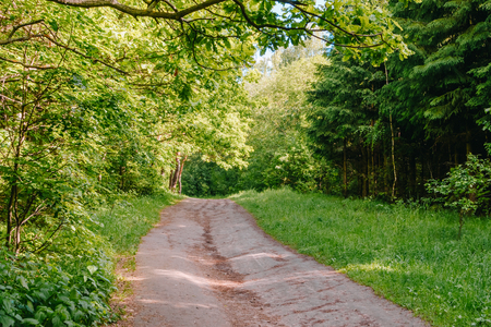 Road in a sunny summer forest with green grass and treesの写真素材