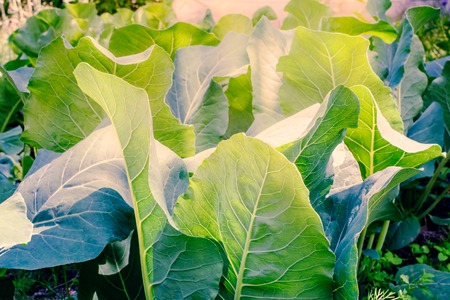 Green cabbage leaves in a summer gardenの写真素材