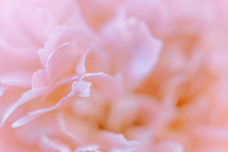 Blurred delicate petals of a pink peony. Unfocused abstract floral backgroundの写真素材