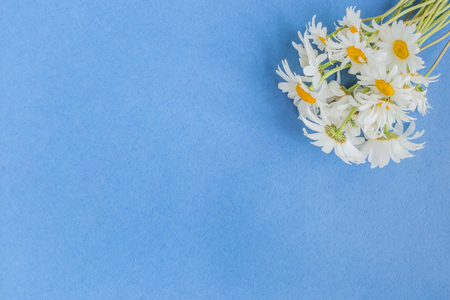 White camomiles on a blue background empty space for your text, flat layの写真素材