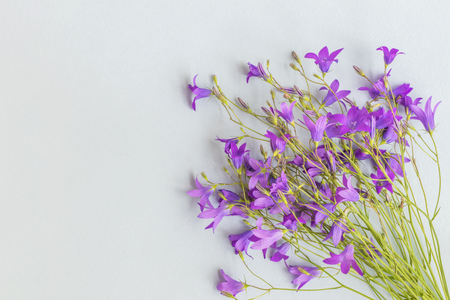 Summer flowers on a light blue background empty space for your text, top viewの写真素材