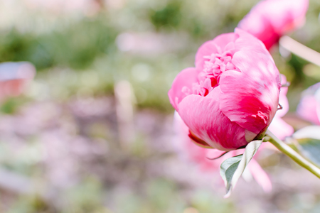 Pink peony on a soft background in a summer gardenの写真素材