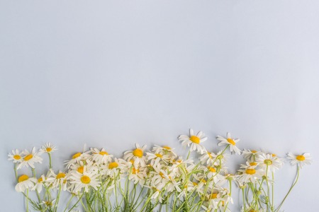 White daisies on a light background empty space for your text, top viewの写真素材