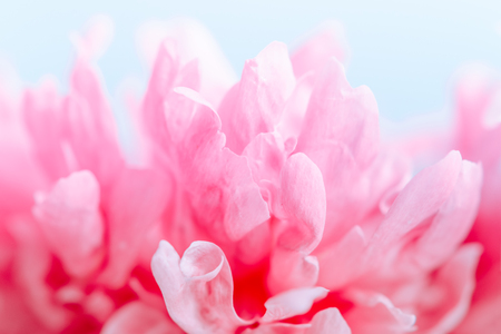 Blurred delicate petals of a pink peony. Unfocused abstract floral backgroundの写真素材