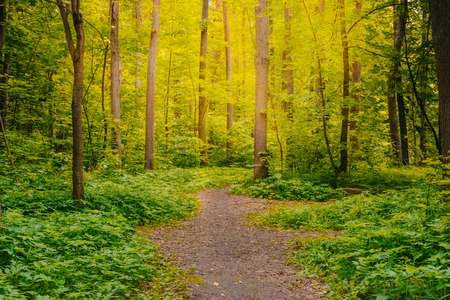 Sunny summer forest with green grass and treesの写真素材