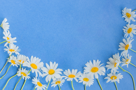 White camomiles on a blue background empty space for your text, flat layの写真素材