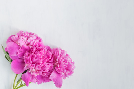 Pink peonies on a light background empty space for your text, flat layの写真素材
