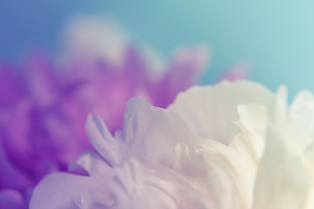 Blurred delicate petals of a pink peony. Unfocused abstract floral backgroundの写真素材