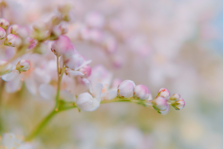 Small white summer flowers on a soft background. Unfocused abstract floral backgroundの写真素材