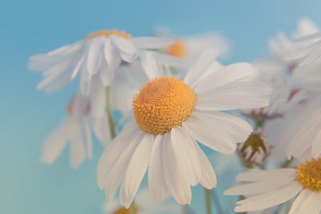 White daisies on a soft blue backgroundの写真素材