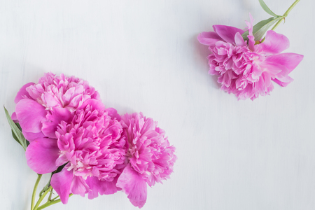 Pink peonies on a light background empty space for your text, flat layの写真素材