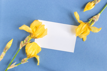 Mockup white greeting card with iris flower and blue backgroundの写真素材