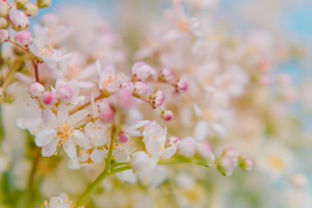Small white summer flowers on a soft background. Unfocused abstract floral backgroundの写真素材