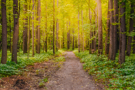 Sunny summer forest with green grass and treesの写真素材