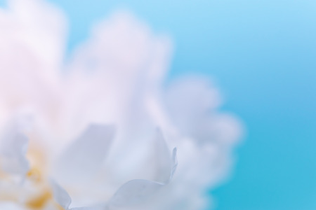 Blurred delicate petals of a white peony. Unfocused abstract floral backgroundの写真素材