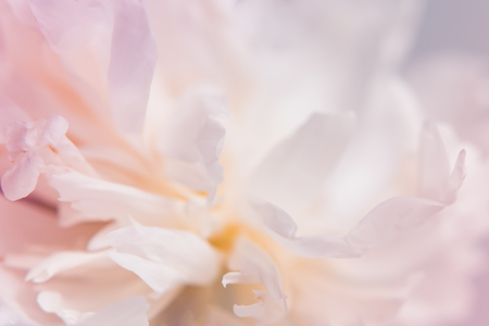Blurred delicate petals of a white peony. Unfocused abstract floral backgroundの写真素材