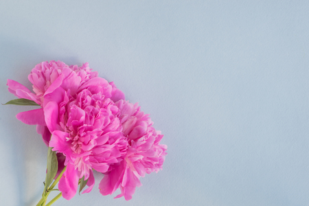 Pink peonies on a light blue background empty space for your text, flat layの写真素材