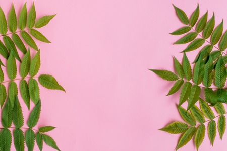 Summer green leaves frame on a pink background. Top view, flat layの写真素材