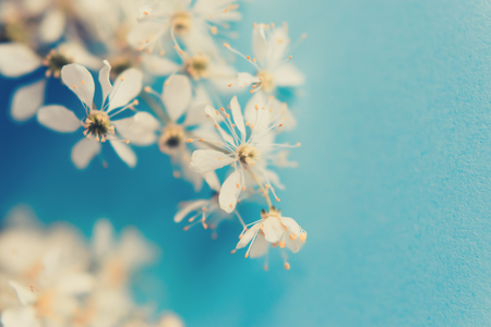 Small white summer flowers on a soft background. Unfocused abstract floral backgroundの写真素材