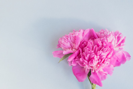 Pink peonies on a light blue background empty space for your text, flat layの写真素材
