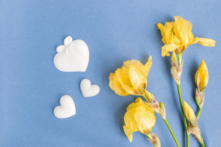 Iris flower on a blue background empty space for your text, top viewの写真素材
