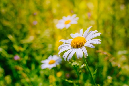 White daisies on a soft background.Summer meadow backgroundの写真素材