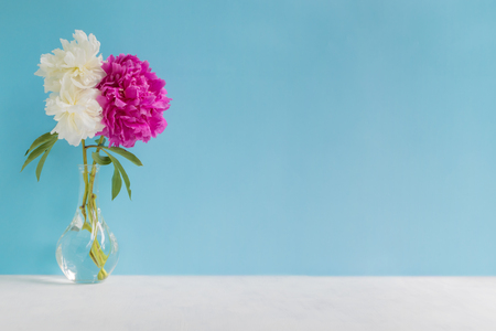 White and pink peonies in a vase on a blue background. Interior decorの写真素材