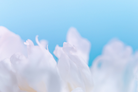 Blurred delicate petals of a white peony. Unfocused abstract floral backgroundの写真素材