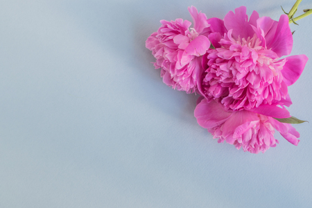 Pink peonies on a light blue background empty space for your text, flat layの写真素材