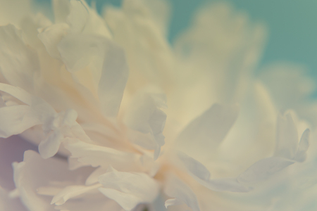Blurred delicate petals of a white peony. Unfocused abstract floral backgroundの写真素材