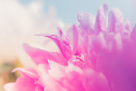 Blurred delicate petals of a pink peony. Unfocused abstract floral backgroundの写真素材