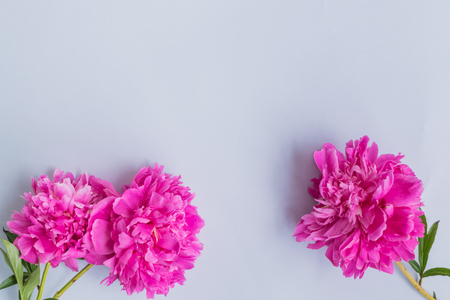 Pink peonies on a light blue background empty space for your text, flat layの写真素材