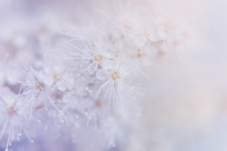 Small white summer flowers on a soft background. Unfocused abstract floral backgroundの写真素材