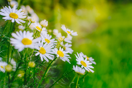 White daisies on a soft background.Summer meadow backgroundの写真素材